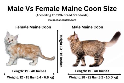 Male Vs Female Maine Coon Size Infographic