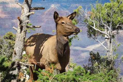 Grand Canyon National Park Wildlife