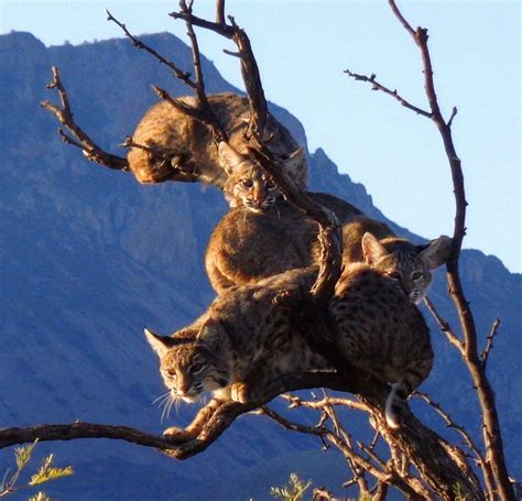 Big Bend National Park Wildlife - PARKVI