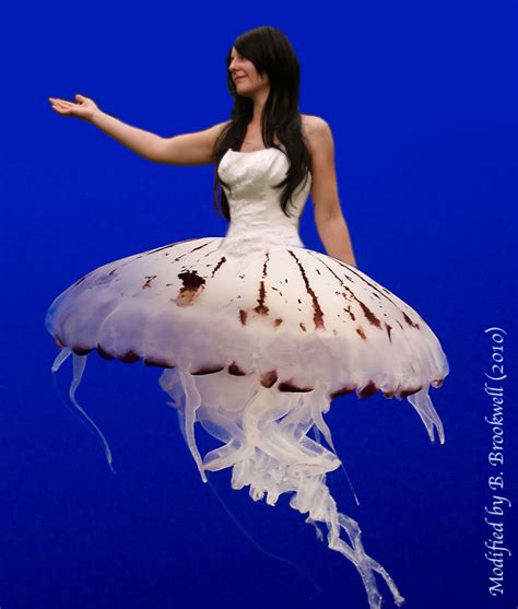 Jellyfish Chrysaora 2 by Mertail on DeviantArt