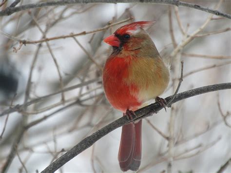 A Cardinal That's Half Male, Half Female | BirdNote