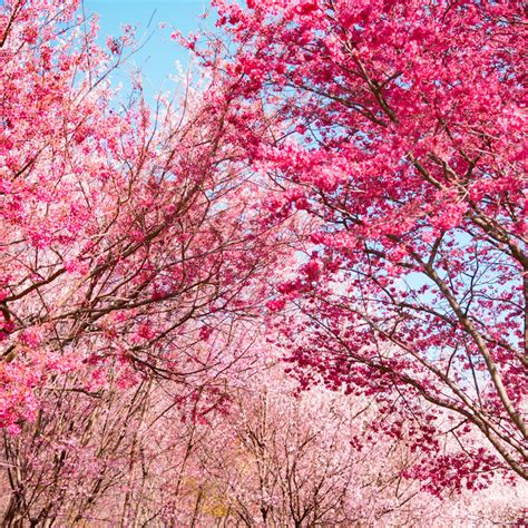 Cherry Blossom Tree Images