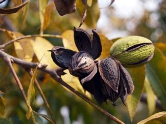 Type 2 Pecan Trees | Type 1 Pecan Trees | Northern Pecans | Willis Orchards