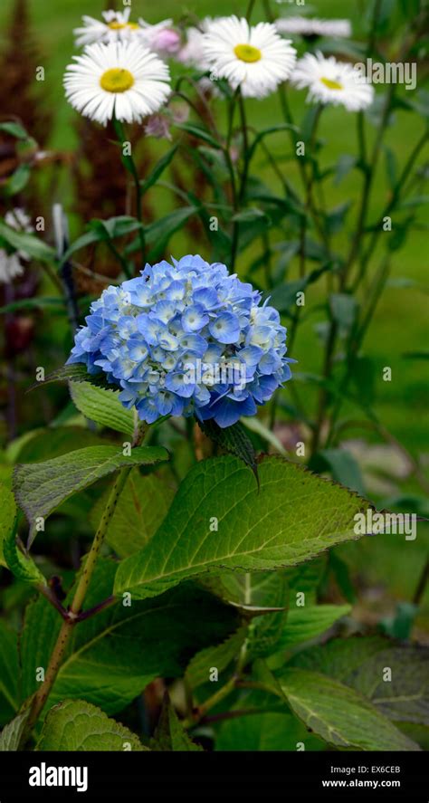 hydrangea macrophylla bailmer blue flowers inflorescence erigeron snow ...