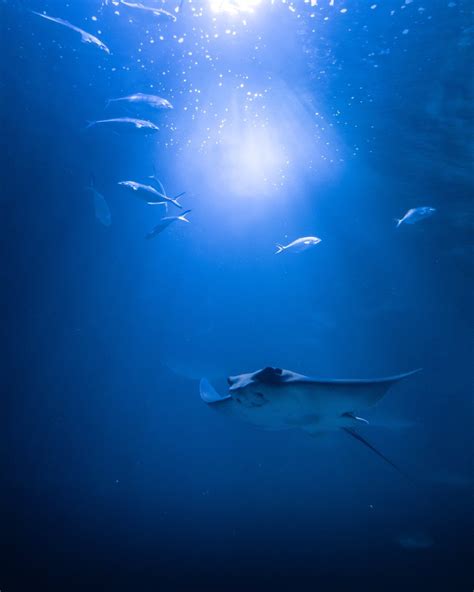 The Manta Ray Habitat of the Yucatan: A Haven for Ocean Giants : r/cancun