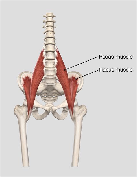 Psoas Anatomy