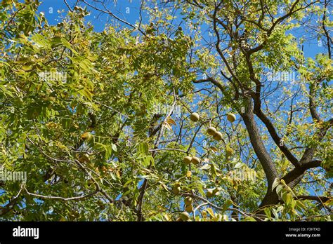 Black walnut tree leaves hi-res stock photography and images - Alamy