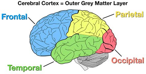 Cerebral Cortex Diagram Function Nursing Associate Degree Nu