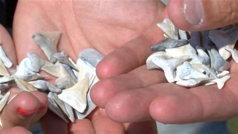 Fossilized shark teeth found on Florida beach - CNN Video