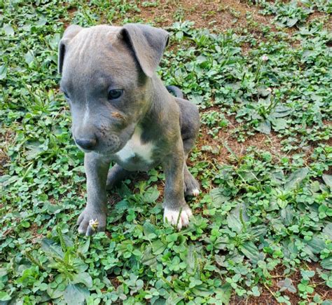 Blue Nose Pitbull Puppies For Sale