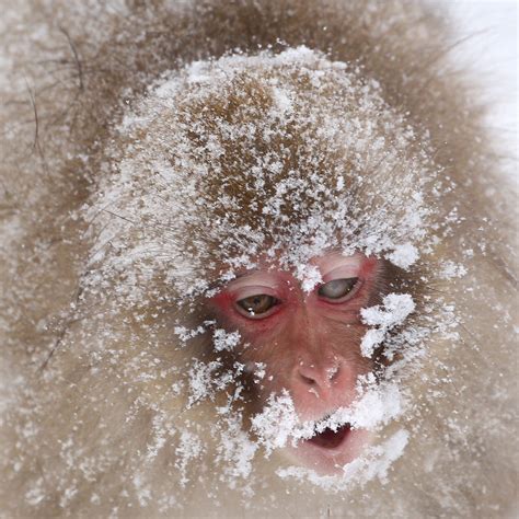 Snow Monkeys Nagano | JAPAN Forward