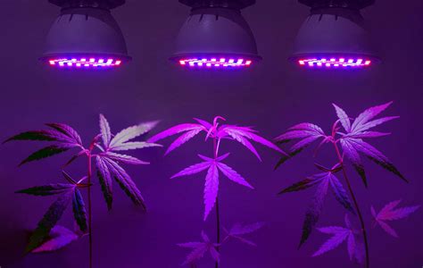 Grow Lights – A Useful Guide to Grow Lights | Flavor Fix