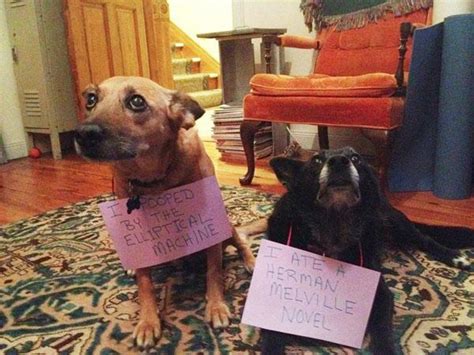 20 Bad Dogs Being Shamed With Signs