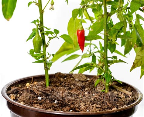 Growing Hot Peppers In Pots - Garden.eco