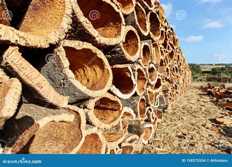 Harvested Cork Oak Bark from the Trunk of Cork Oak Tree Quercus Suber ...