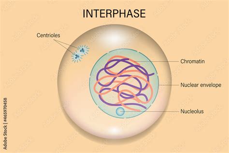 Interphase. Cell division. Cell cycle. Stock Vector | Adobe Stock