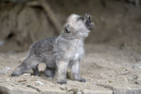 White Wolf : 15 Photos Of Adorable Howling Wolf Pups Will Make Your Day