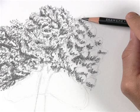 How To Draw Tree Leaves