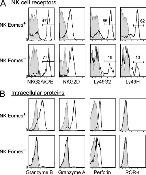 Figure. Expression of NK cell receptors and intracellular proteins by ...