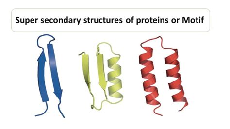 Which Of These Illustrates The Secondary Structure Of A Protein