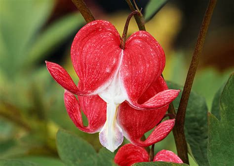 Bleeding Heart Flower Arrangement Stock Photos, Pictures & Royalty-Free ...