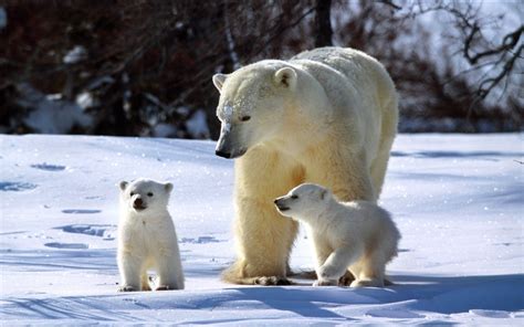 Polar Bear Family Desktop Wallpaper 18245 - Baltana