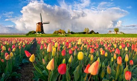 Du lịch Keukenhof ngắm hoa tulip: Địa chỉ, thời điểm, giá vé