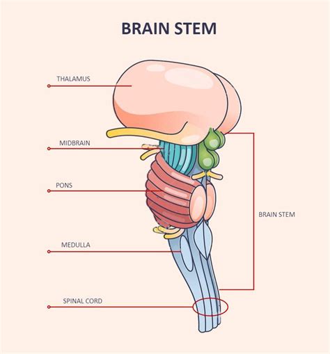 Brainstem Labeled Medical School Stuff Medical School Essentials