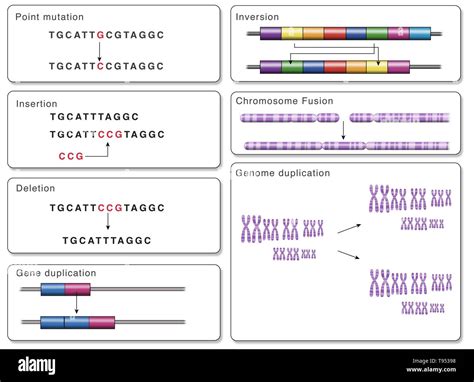 Genetic Mutation Types