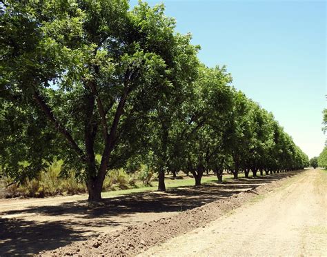 Pecan Tree Care for a Maximum Harvest - Garden.eco