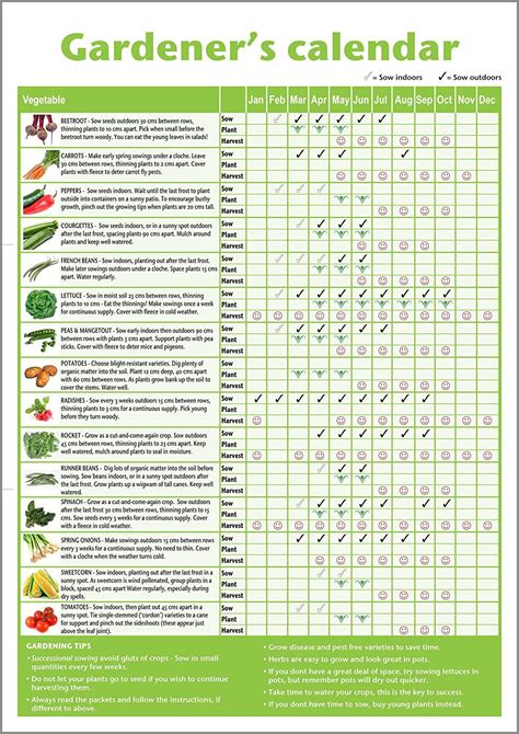 A3 novice allotment planner gardener's/beginner's vegetable growing ...