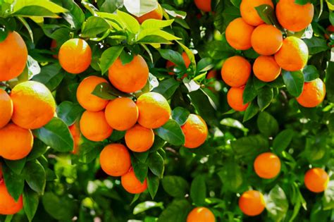 11 Dwarf Fruit Trees You Can Grow in Small Yards