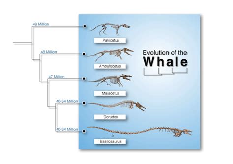 What is the Evidence for Evolution? - BioLogos