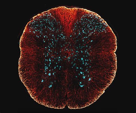 Spinal Cord Cross Section Histology