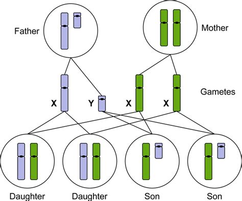 Xy Chromosome Male