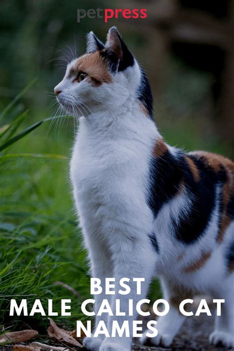 110+ Best Male Calico Cat Names That Will Inspire You - PetPress