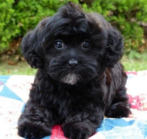 shih tzu toy poodle mix full grown - Roni Rollins