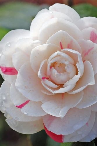 Buy The Best Cold Hardy Camellia Plants That Will Grow In USDA Zone 6 ...