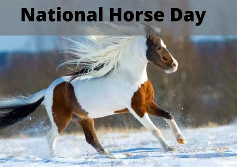 National horse day (National horse day 2021)