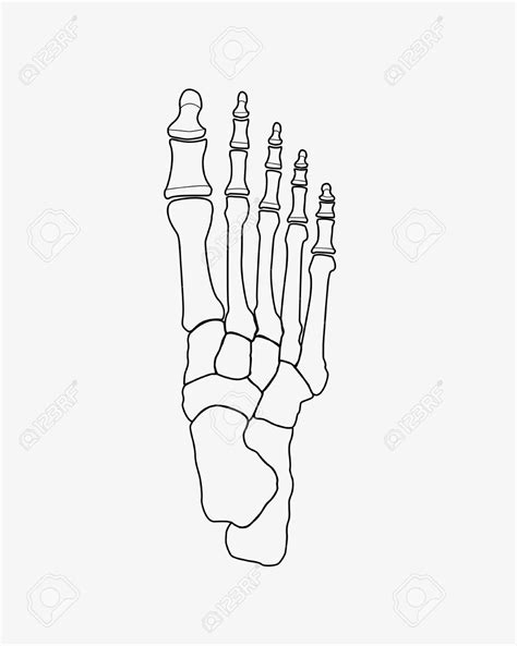 Foot Skeleton Drawing at GetDrawings | Free download