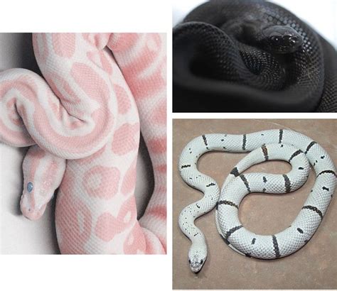 1000+ images about Snakes of Many Colors on Pinterest | Python ...