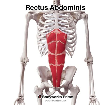 Rectus Abdominis Muscle Anatomy - Bodyworks Prime