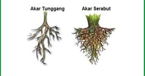 Akar Tunggang dan Akar Serabut - Iwan Ridwan