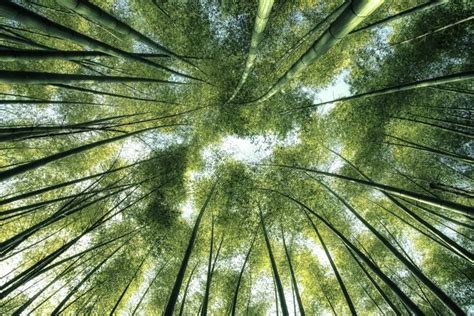 Wander Through Kyoto's Iconic Bamboo Forest | Japan Cheapo