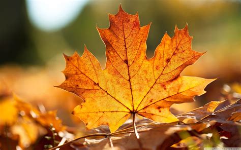 Autumn Leaf Wallpapers - Top Free Autumn Leaf Backgrounds - WallpaperAccess