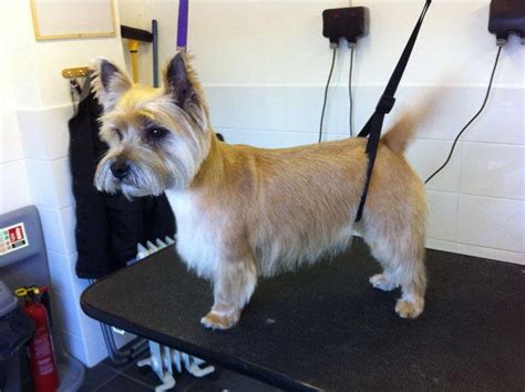 Cairn Terrier Grooming | PETSIDI