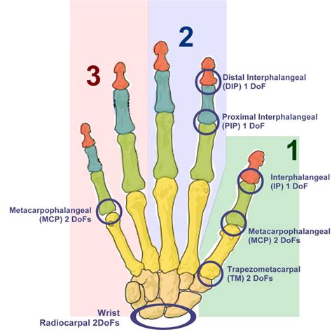 Human hand structure. The joints in the human hand and the relative ...