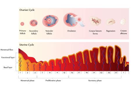 Ovulation Induction Cycle