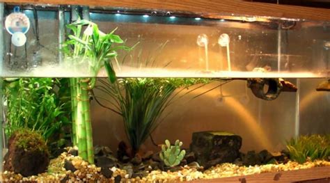 Red Eared Slider Tank Size - Configuration For Best Size