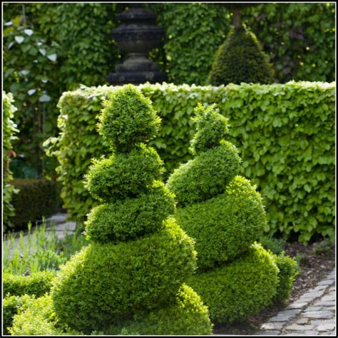 Box Topiary Spirals - Buxus Spiral Topiary Plants - Hopes Grove Nurseries